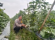 Polres Asahan Dukung Program Ketahanan Pangan dengan Menanam Melon