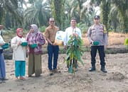 Polsek Prapat Janji Dukung Ketahanan Pangan dengan Penanaman Jagung