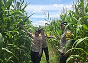 KAPOLSEK KOTA KISARAN CEK TANAMAN JAGUNG DI LAHAN POLRI DUKUNG PROGRAM KETAHANAN PANGAN