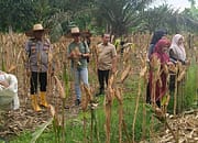 POLSEK AIR JOMAN DUKUNG KETAHANAN PANGAN MELALUI PANEN JAGUNG DI DESA BANGUN SARI