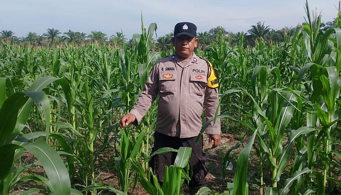 Bhabinkamtibmas Polsek Simpang Empat Lakukan Monitoring Program 1 Desa 1 Hektar di Desa Sei Dua Hulu