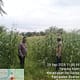 Bhabinkamtibmas Polsek Air Batu Cek Lahan Jagung Dukung Program Ketahanan Pangan